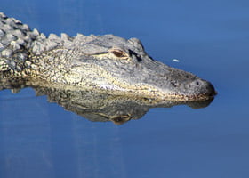 Alligators