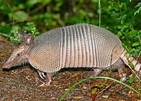 Armadillos