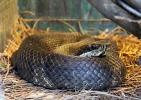Cottonmouth/Water Moccasin