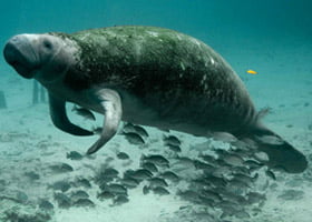 Manatees