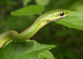 Florida Rough Green Snake