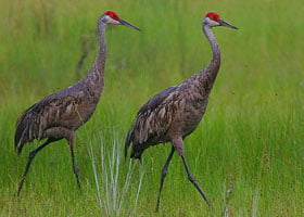 Sandhill Crane