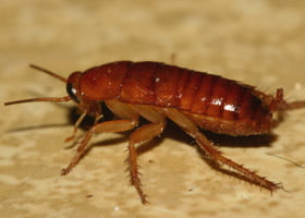 Palmetto bugs / Cockroaches