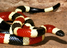 Coral Snake