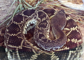 Diamondback Rattlesnake