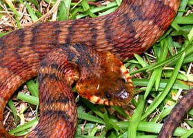 Florida Banded Water Snake