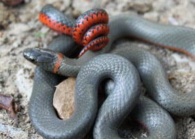 Ringneck Snake