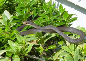 Southern Black Racer