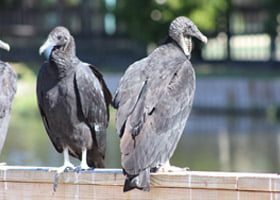 Turkey Vulture/Buzzard